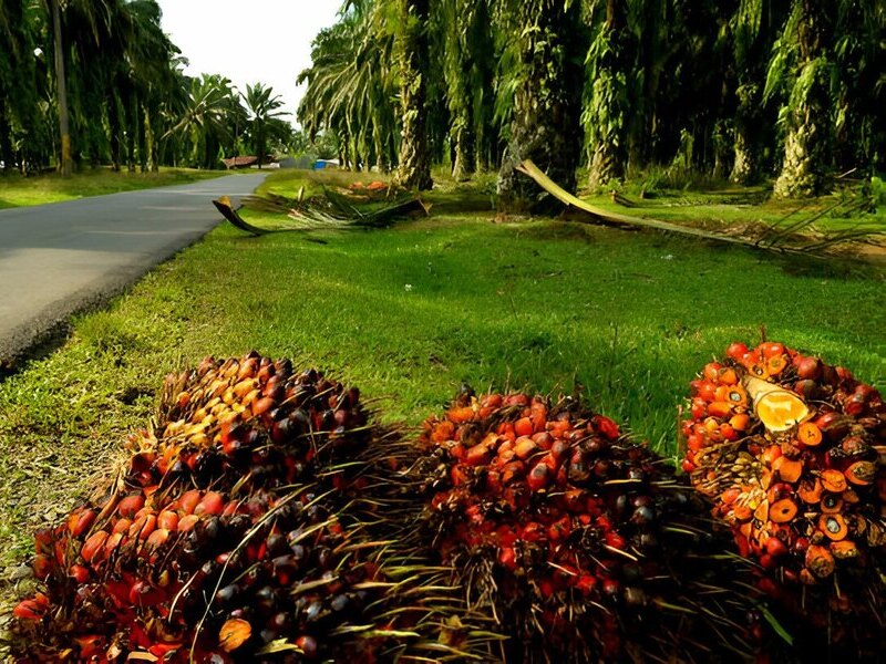 olahan kelapa sawit