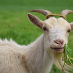 Peluang Ekonomi Dan Manfaat Ternak Kambing