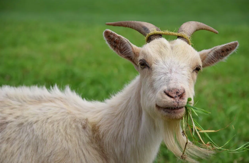 Peluang Ekonomi Dan Manfaat Ternak Kambing