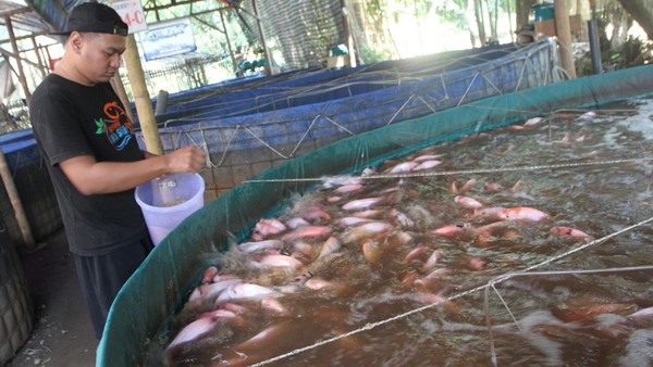 Budidaya Nila Terpal