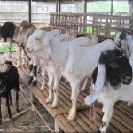 Menggali Peluang Dan Potensi Usaha Ternak Kambing