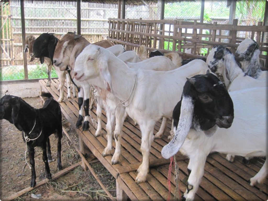 Tujuan Ternak Kambing