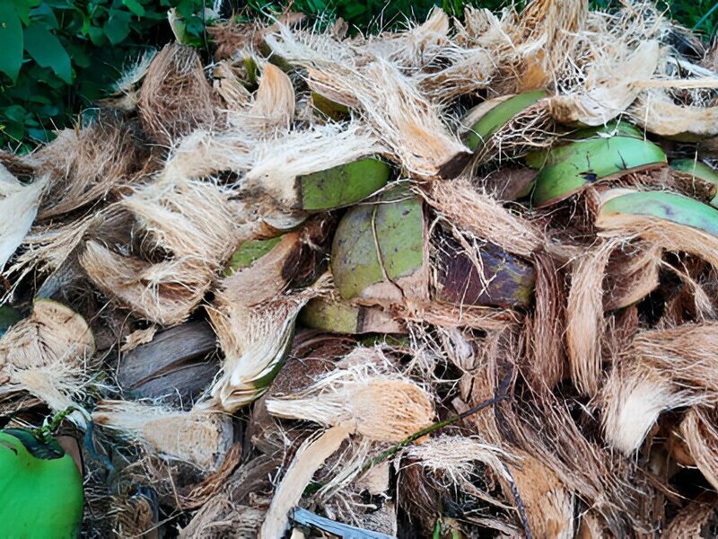 kegunaan sabut kelapa muda