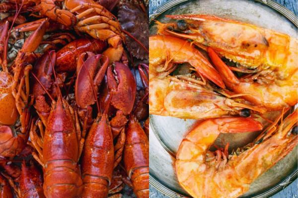 bisnis udang lobster air tawar