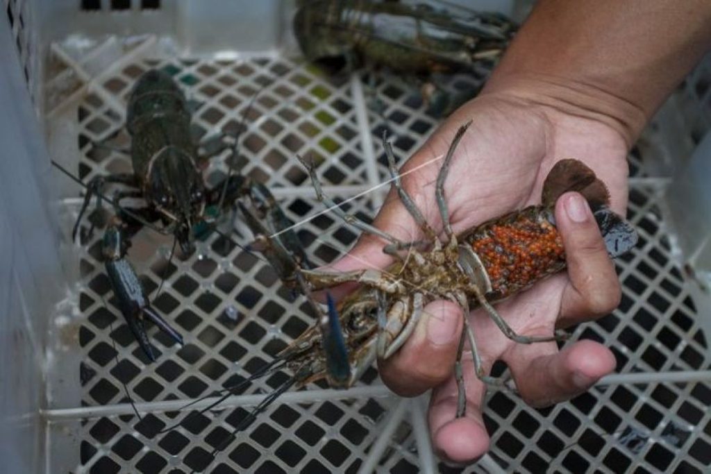 Cara Bisnis Lobster Air Tawar