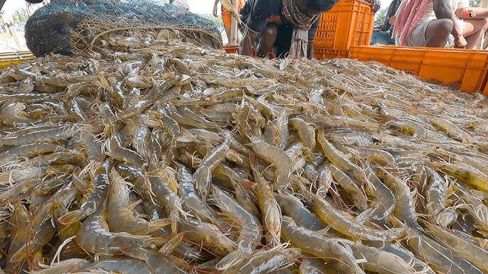 bisnis tambak udang vaname