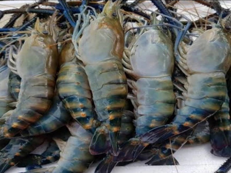 bisnis udang galah