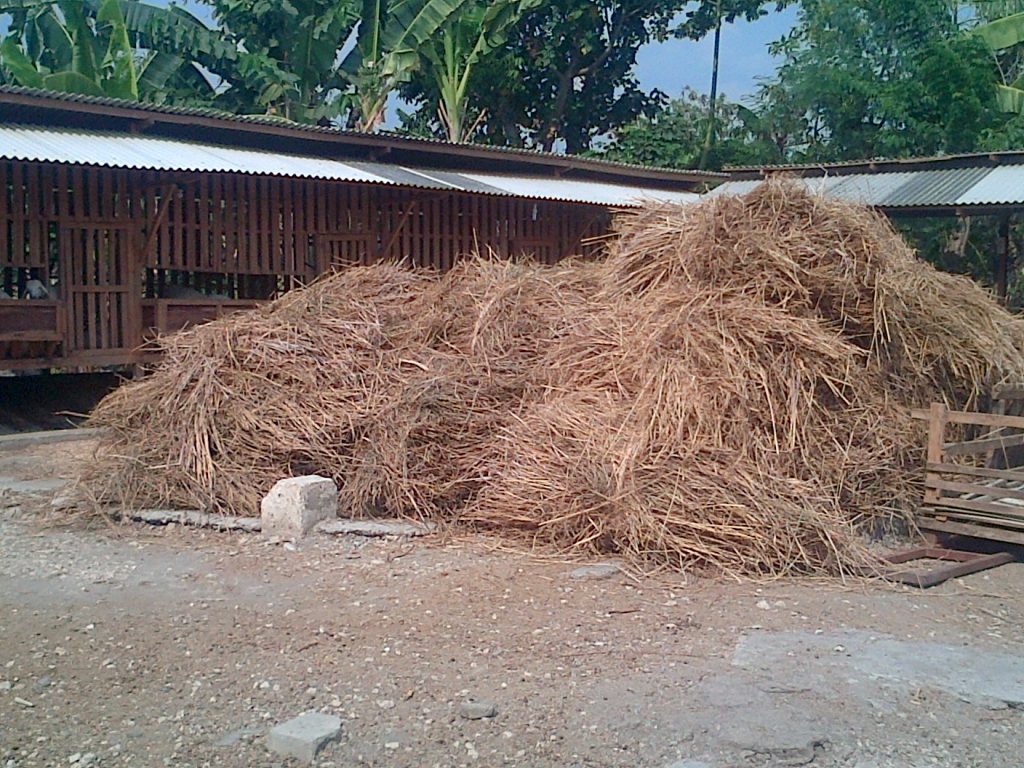 Menyimpan jerami basah