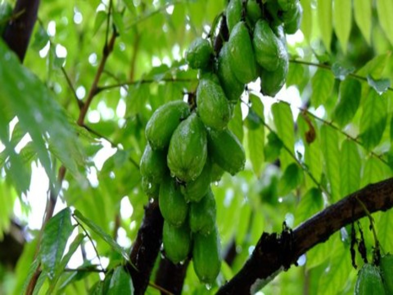 Daun belimbing pakan kambing