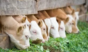 beberapa jenis rumput yang bagus untuk sapi