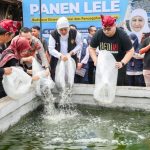 Masa pertumbuhan ikan lele