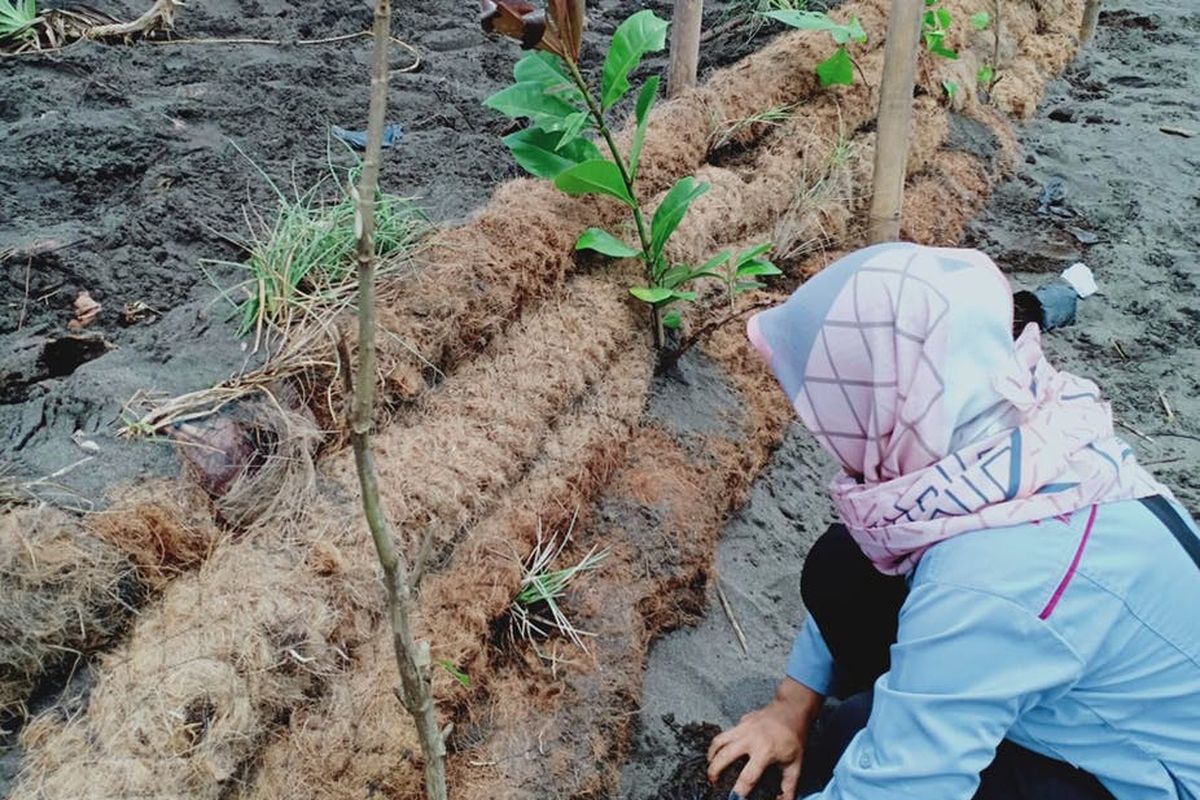 Sabut kelapa tanah lestari