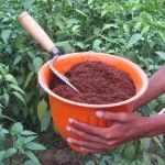 Manfaat Cocopeat dalam Pertanian Modern untuk Tanaman yang Lebih Sehat