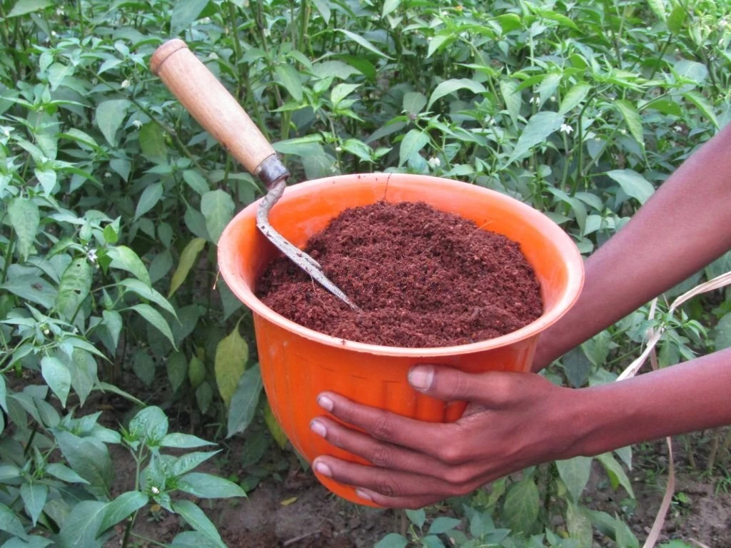 Manfaat Cocopeat dalam Pertanian Modern untuk Tanaman yang Lebih Sehat