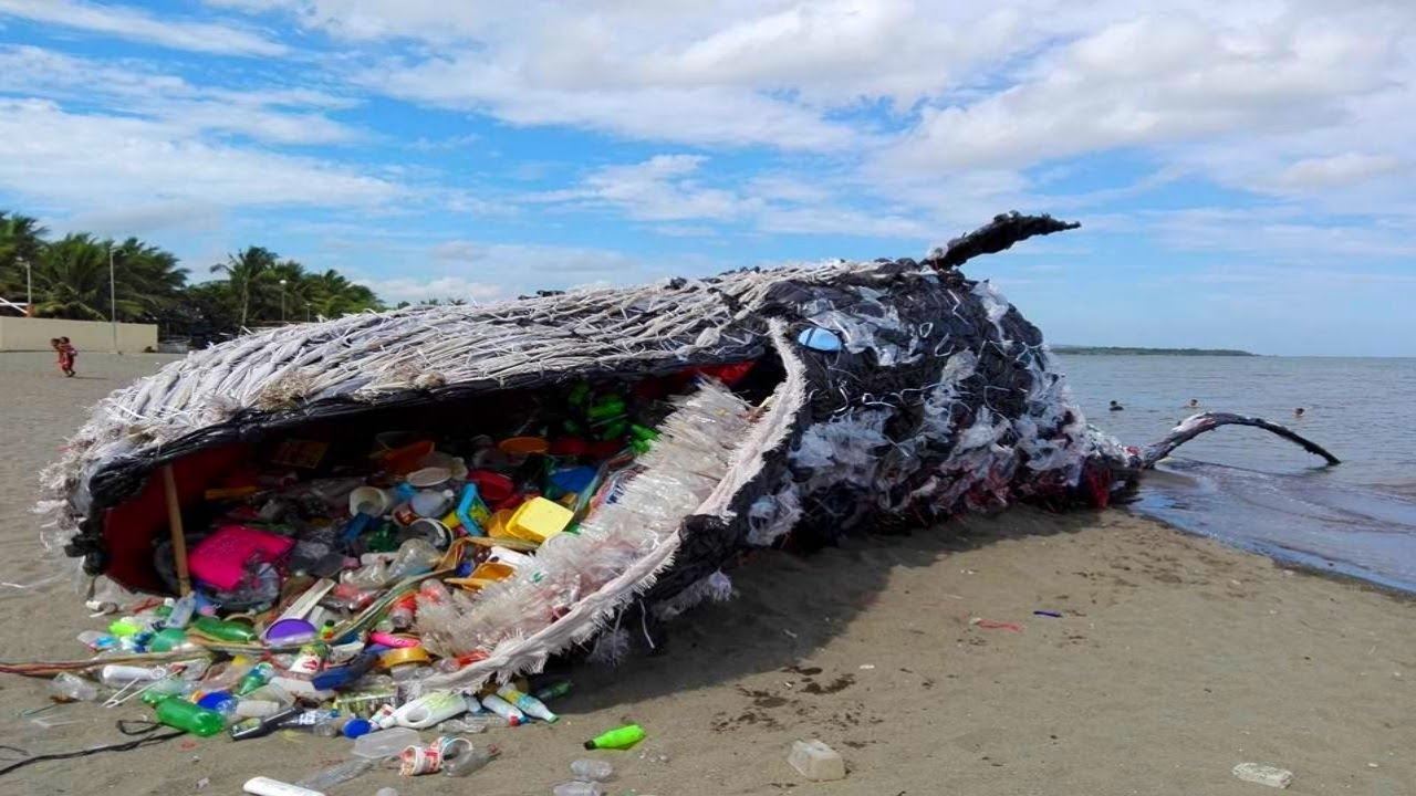 Hewan Laut Makan Plastik