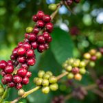 Mengenal Sortasi Biji Kopi