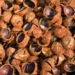 briket tempurung kelapa saiwt