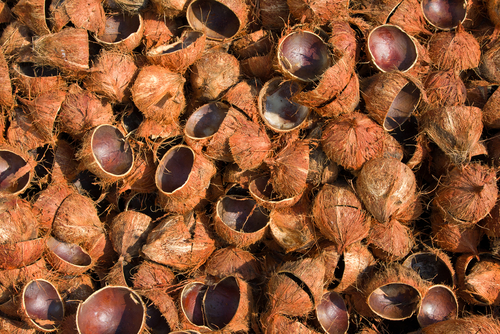 briket tempurung kelapa saiwt
