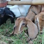 Langkah Cerdas Merawat Kambing Kacang