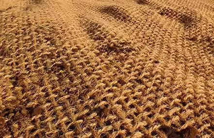 kelebihan cocomesh dibandingkan bahan buatan