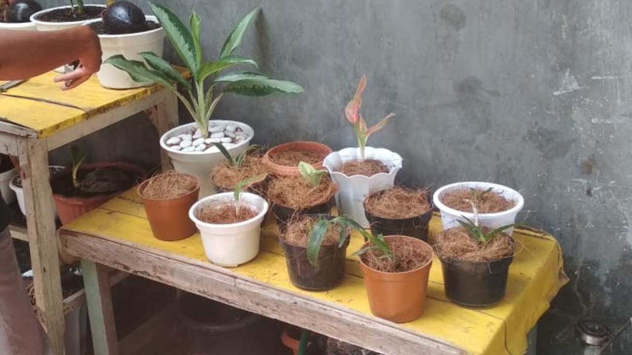 Kelebihan Sabut Kelapa Sebagai Media Tanam Hias