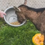 tips memilih pakan kambing berkualitas