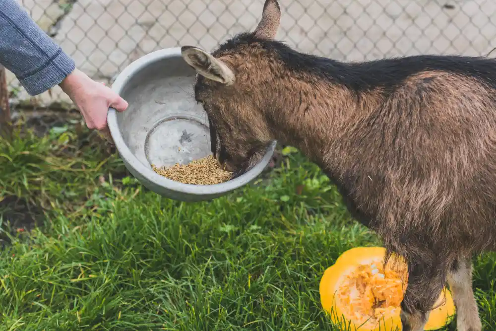 tips memilih pakan kambing berkualitas