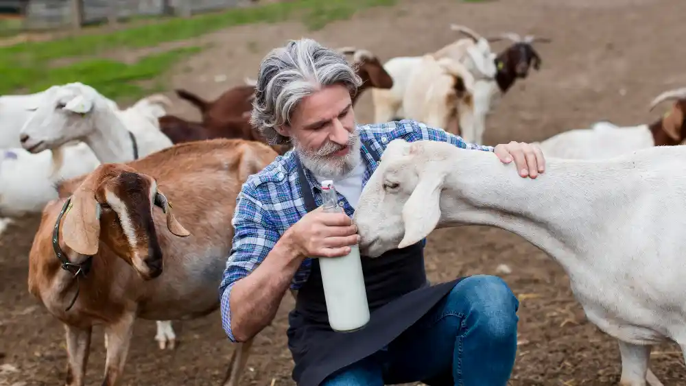 cara meningkatkan kualitas susu kambing