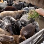 strategi pemasaran kambing potong