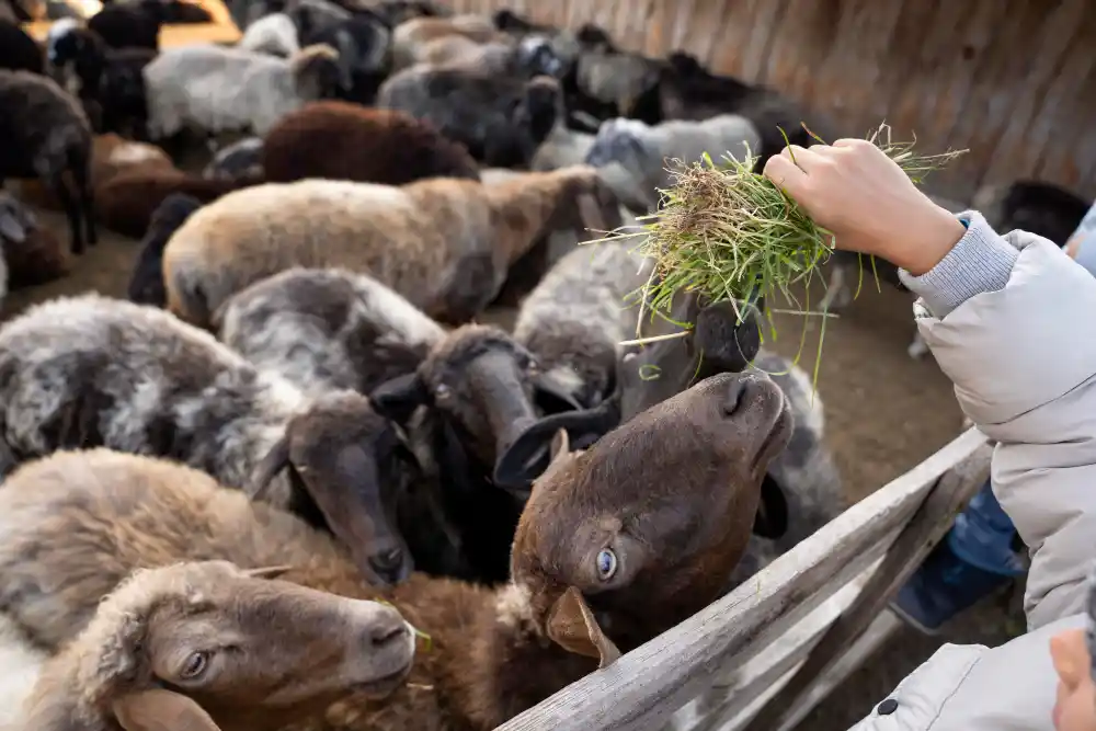 pelatihan bisnis kambing untuk masyarakat