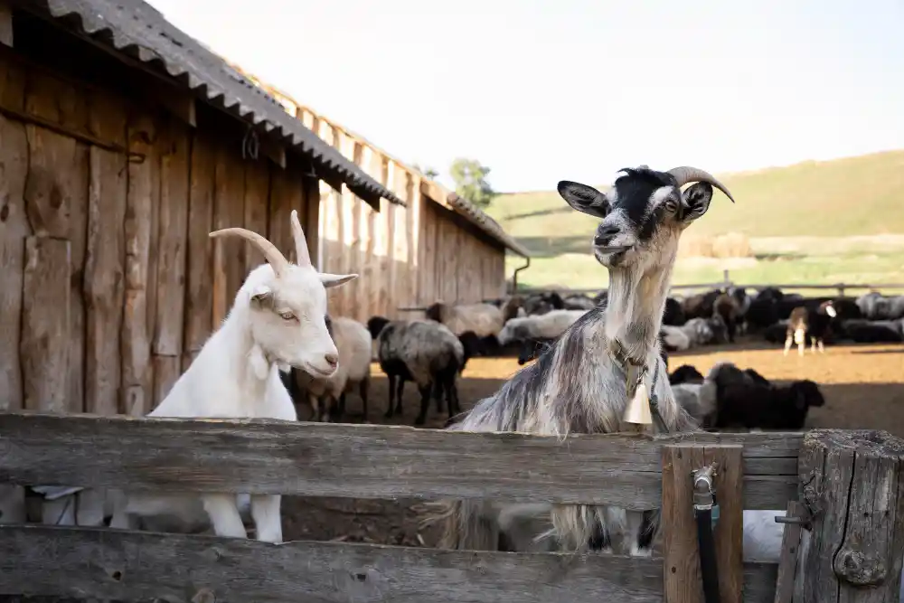 panduan lengkap budidaya kambing