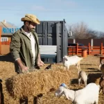 tips sukses beternak kambing potong