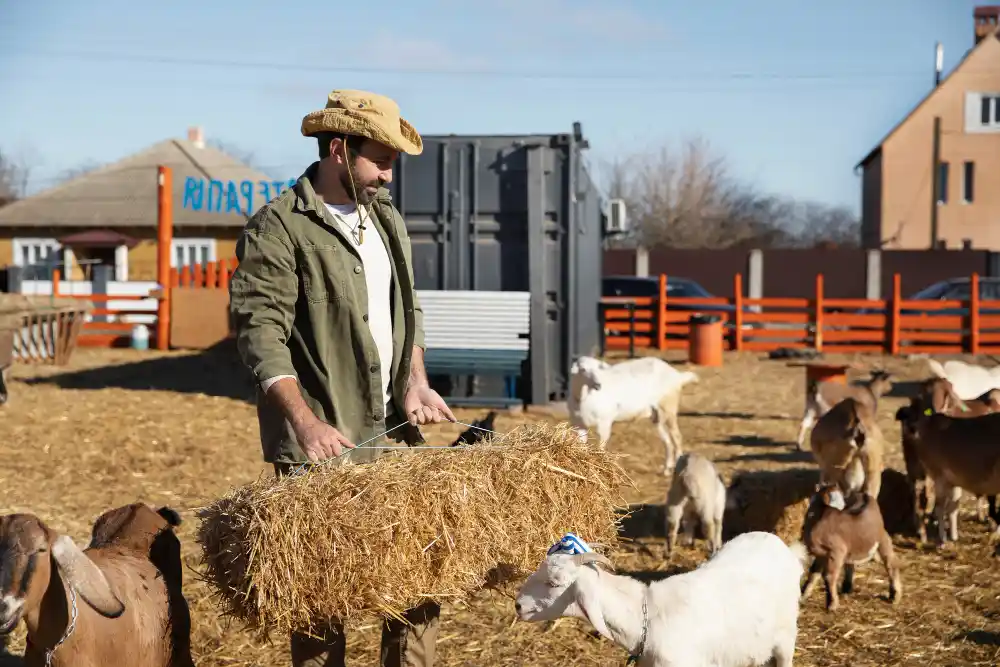 tips sukses beternak kambing potong