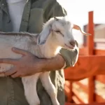 panduan perawatan kambing