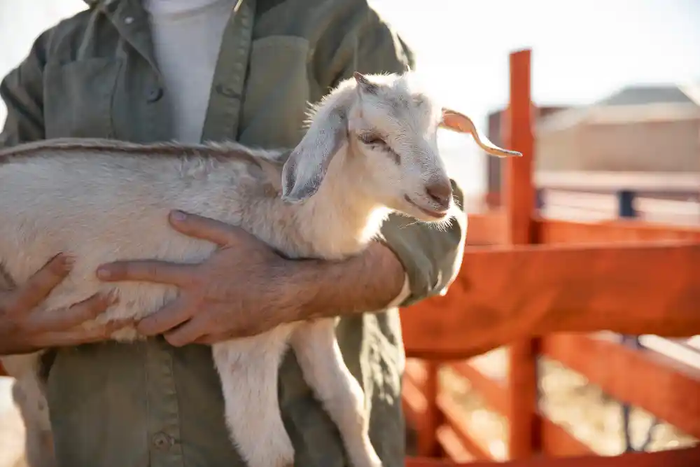 panduan perawatan kambing