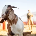 berapa modal untuk ternak kambing