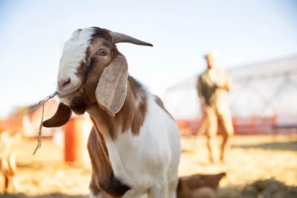 berapa modal untuk ternak kambing