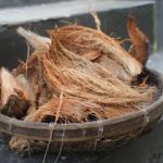 sabut kelapa untuk restorasi padang lamun tropis