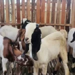 berapa lama waktu pembesaran kambing