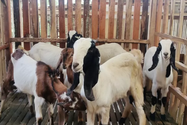 berapa lama waktu pembesaran kambing