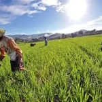 pemberdayaan petani bahan pangan