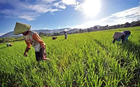 pemberdayaan petani bahan pangan