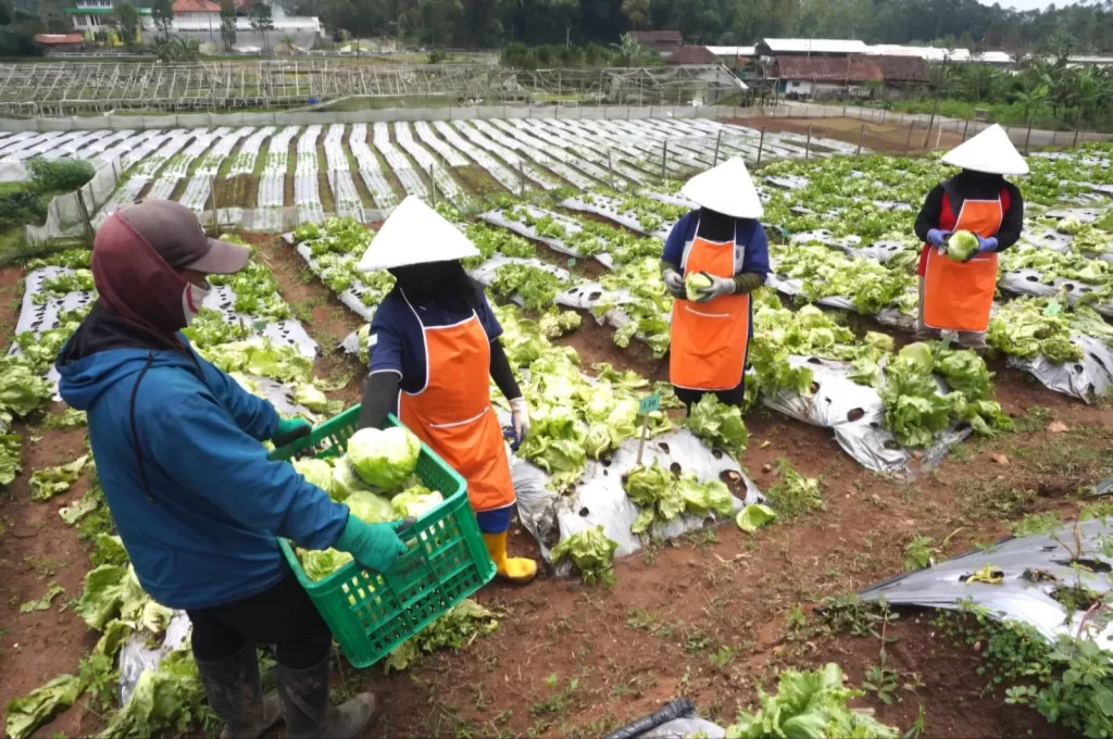 pemanfaatan hasil pertanian lokal