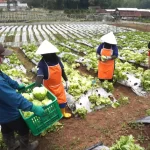 pemanfaatan hasil pertanian lokal