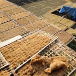 produksi rajangan tembakau lebih cepat