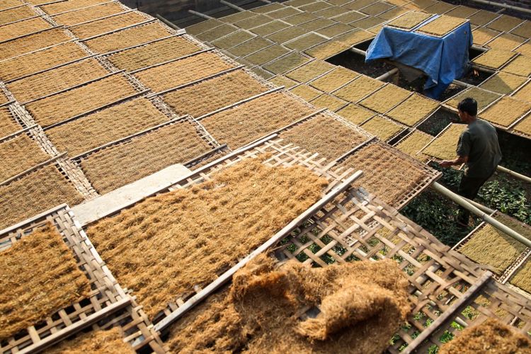 produksi rajangan tembakau lebih cepat