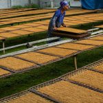 solusi efisien pengolahan tembakau kering