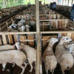 pelatihan agribisnis kambing modern