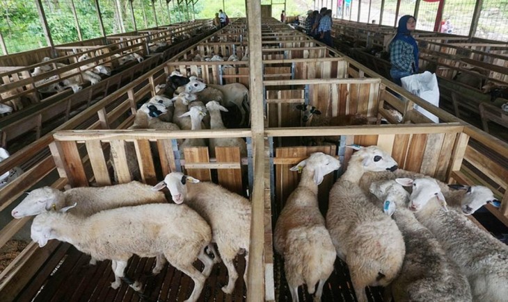 pelatihan agribisnis kambing modern