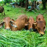 pakan hijau kaya protein